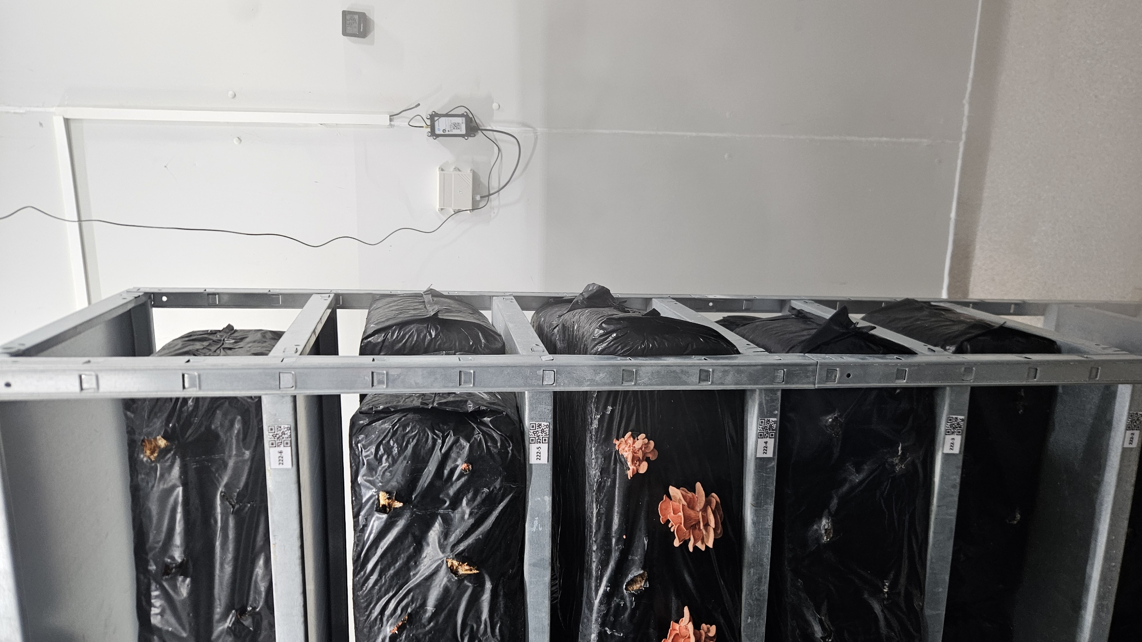Chofroi sensor in a mushroom farm cold room