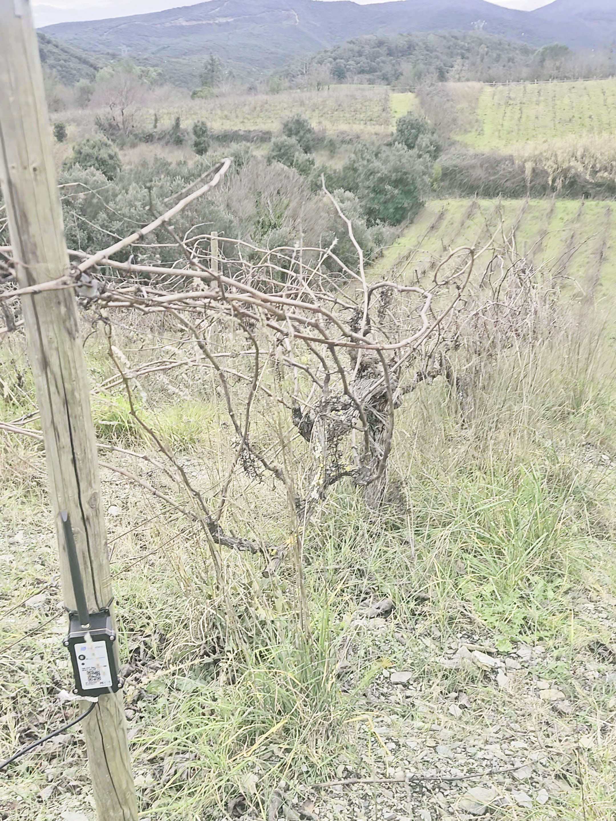 Chofroi sensor mounted on a vineyard post